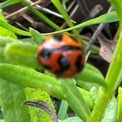 Coccinella transversalis at Kangaroo Valley, NSW - suppressed