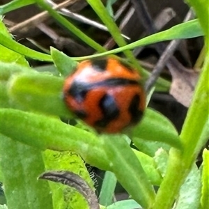 Coccinella transversalis at Kangaroo Valley, NSW - suppressed