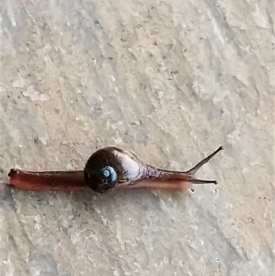 Unidentified Snail or Slug (Gastropoda) at Lower Pappinbarra, NSW - 30 Jan 2025 by dave@kerrie