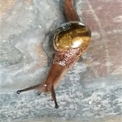 Unverified at suppressed - suppressed