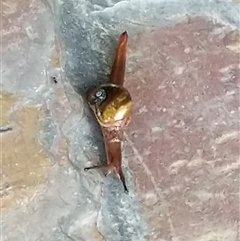 Unverified at suppressed - suppressed