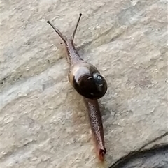 Unverified at suppressed - suppressed