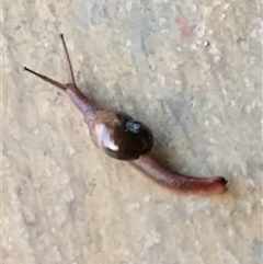 Unverified at suppressed - suppressed