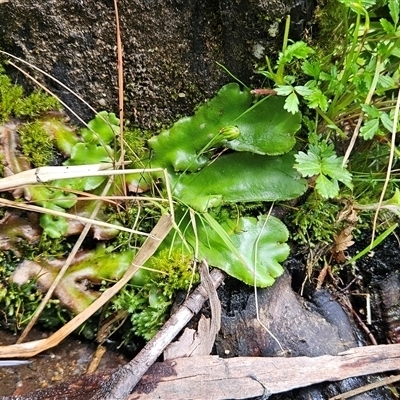 Asplenium flabellifolium at Cotter River, ACT - 30 Jan 2025 by BethanyDunne