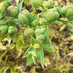 Euphorbia lathyris (Caper Spurge) at Carwoola, NSW - 30 Jan 2025 by JaneR