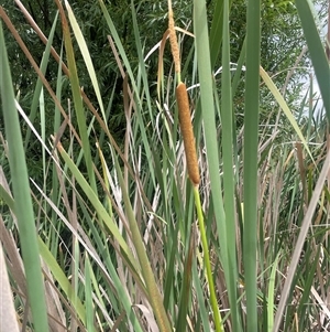 Typha domingensis (Bullrush) at Carwoola, NSW by JaneR