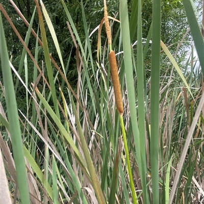 Typha domingensis (Bullrush) at Carwoola, NSW - 30 Jan 2025 by JaneR