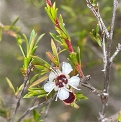 Kunzea ericoides (Burgan) at Carwoola, NSW - 30 Jan 2025 by JaneR