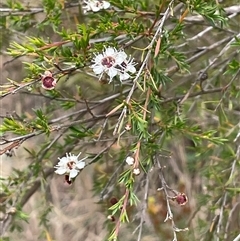 Kunzea ericoides at Carwoola, NSW - 30 Jan 2025 12:44 PM