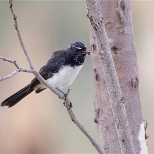 Rhipidura leucophrys (Willie Wagtail) at Fraser, ACT by AlisonMilton