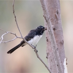 Rhipidura leucophrys at Fraser, ACT - 30 Jan 2025 10:54 AM