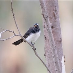 Rhipidura leucophrys at Fraser, ACT - 30 Jan 2025 10:54 AM