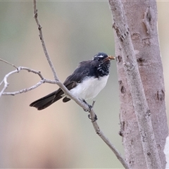 Rhipidura leucophrys at Fraser, ACT - 30 Jan 2025 10:54 AM