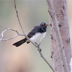 Rhipidura leucophrys at Fraser, ACT - 30 Jan 2025 10:54 AM