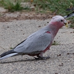 Eolophus roseicapilla (Galah) at Fraser, ACT - 30 Jan 2025 by AlisonMilton