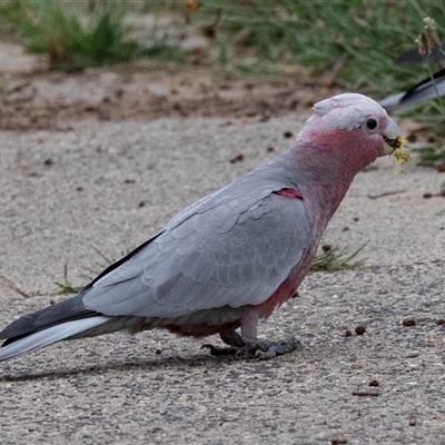 Eolophus roseicapilla (Galah) at Fraser, ACT - 30 Jan 2025 by AlisonMilton