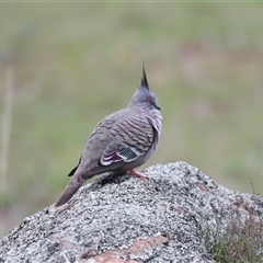 Ocyphaps lophotes (Crested Pigeon) at Fraser, ACT - 30 Jan 2025 by AlisonMilton