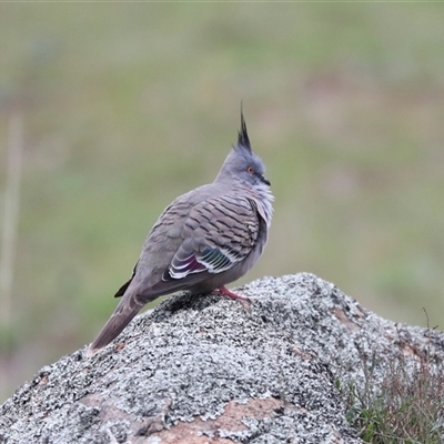 Ocyphaps lophotes (Crested Pigeon) at Fraser, ACT - 30 Jan 2025 by AlisonMilton