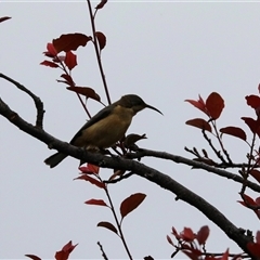 Acanthorhynchus tenuirostris (Eastern Spinebill) at Fraser, ACT - 29 Jan 2025 by AlisonMilton