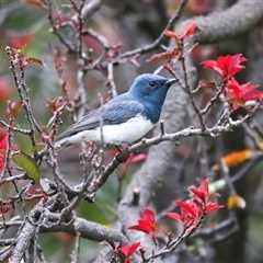 Myiagra rubecula at Fraser, ACT - 29 Jan 2025 by AlisonMilton