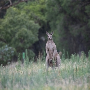 Macropus giganteus (Eastern Grey Kangaroo) at Fraser, ACT by AlisonMilton