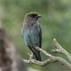 Eurystomus orientalis (Dollarbird) at Orangeville, NSW - 30 Jan 2025 by belleandjason