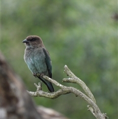 Eurystomus orientalis at Orangeville, NSW - 31 Jan 2025 10:56 AM
