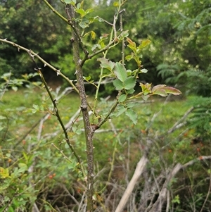 Rosa sp. at Brownlow Hill, NSW - 23 Jan 2025 02:31 PM