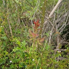 Rosa sp. at Brownlow Hill, NSW - 23 Jan 2025 02:31 PM