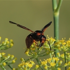 Eumeninae (subfamily) (Unidentified Potter wasp) at Tharwa, ACT - 19 Jan 2024 by MichaelBedingfield