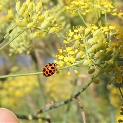 Harmonia conformis (Common Spotted Ladybird) at Tharwa, ACT - 19 Jan 2024 by MichaelBedingfield