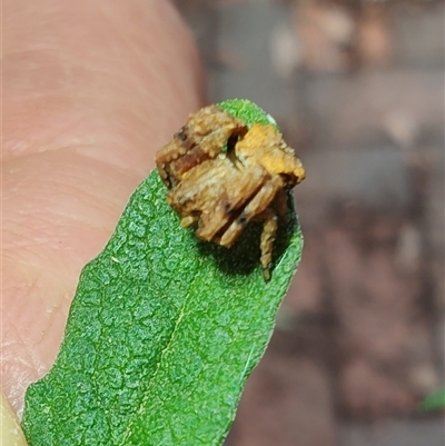 Unidentified Spider at Curtin, ACT - 22 Jan 2025 by LyndalT