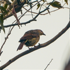 Ptilonorhynchus violaceus (Satin Bowerbird) at Orangeville, NSW - 30 Jan 2025 by belleandjason