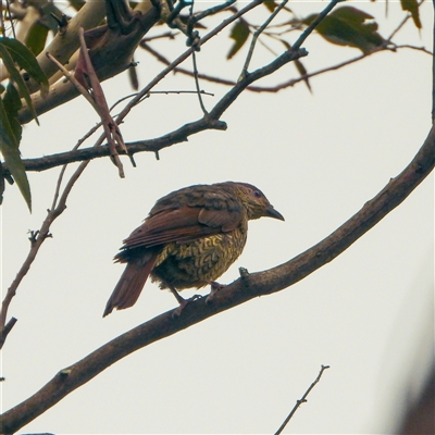 Ptilonorhynchus violaceus (Satin Bowerbird) at Orangeville, NSW - 30 Jan 2025 by belleandjason