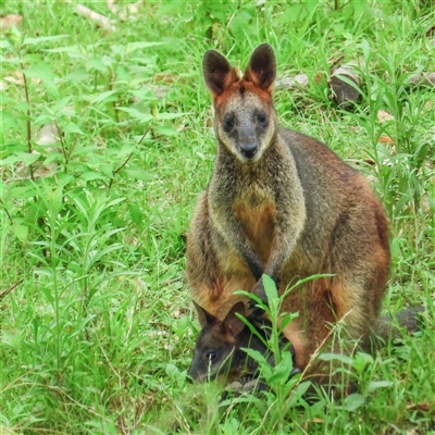 Wallabia bicolor (Swamp Wallaby) at Orangeville, NSW - 30 Jan 2025 by belleandjason