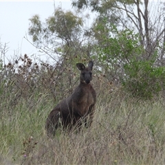 Osphranter robustus robustus (Eastern Wallaroo) at Orangeville, NSW - 31 Jan 2025 by belleandjason