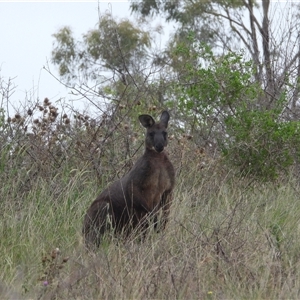 Osphranter robustus robustus at Orangeville, NSW - 31 Jan 2025 09:07 AM