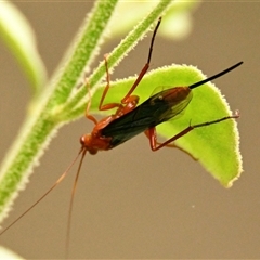 Lissopimpla excelsa (Orchid dupe wasp, Dusky-winged Ichneumonid) at Acton, ACT - 31 Jan 2025 by Thurstan