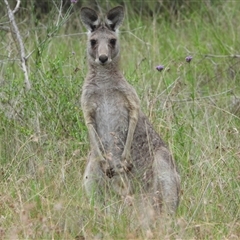 Macropus giganteus at Orangeville, NSW - 30 Jan 2025 09:09 AM