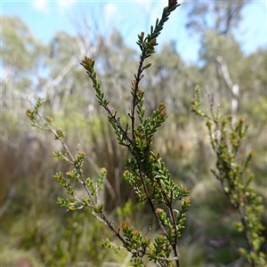 Baeckea gunniana at Tinderry, NSW by RobG1