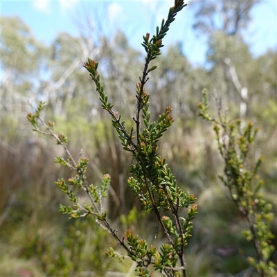 Baeckea gunniana at Tinderry, NSW - 20 Nov 2024 by RobG1