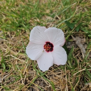 Pavonia hastata at Kandos, NSW by aussiejai