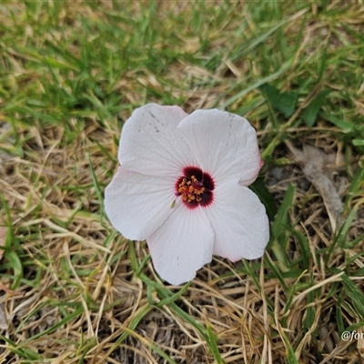 Pavonia hastata at Kandos, NSW - 31 Jan 2025 by aussiejai