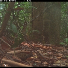 Orthonyx temminckii (Australian Logrunner) at Lorne, NSW - 15 Jan 2025 by Butlinz