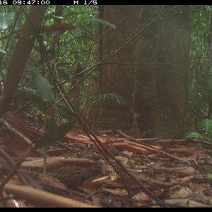 Orthonyx temminckii (Australian Logrunner) at Lorne, NSW by Butlinz