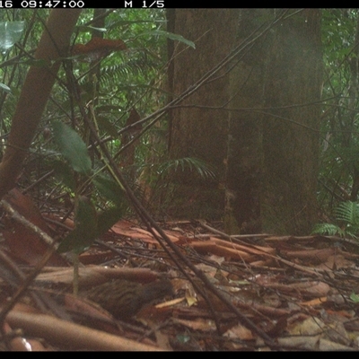 Orthonyx temminckii (Australian Logrunner) at Lorne, NSW - 15 Jan 2025 by Butlinz