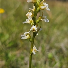 Paraprasophyllum caricetum at Tantawangalo, NSW - 25 Jan 2025 by BethanyDunne