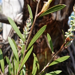 Callistemon pallidus (Lemon Bottlebrush) at Tinderry, NSW - 20 Nov 2024 by RobG1