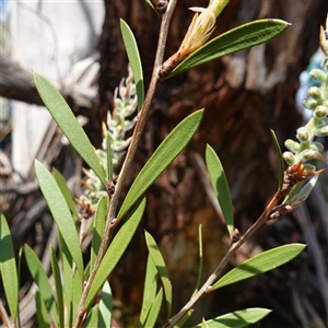 Callistemon pallidus (Lemon Bottlebrush) at Tinderry, NSW by RobG1