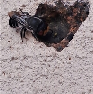 Megachile aurifrons at Mudgee, NSW - 27 Jan 2025 03:05 PM